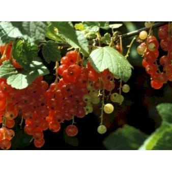 5 stk. Ribs 'Rondom' Barrods 3-5 grene. 2 års.