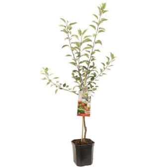 ÆBLE 'GLOSTER' M9 A-Kvalitet, 5 Liter potte