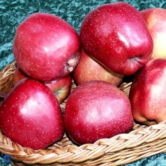 ÆBLE 'GLOSTER' M9 Havefrugttræ Potte 7,5 liter 150-175 cm