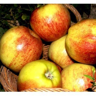 Æble 'Jonagold' Grundstamme M7 Havefrugttræ Potte 7,5 liter 150-175 cm