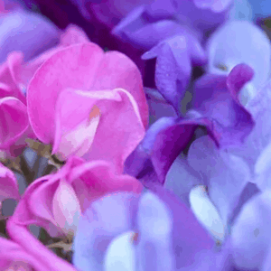 Ærteblomst 'Ærteblomst Mix'