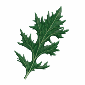 Asiatisk Bladgrønt 'Mizuna'