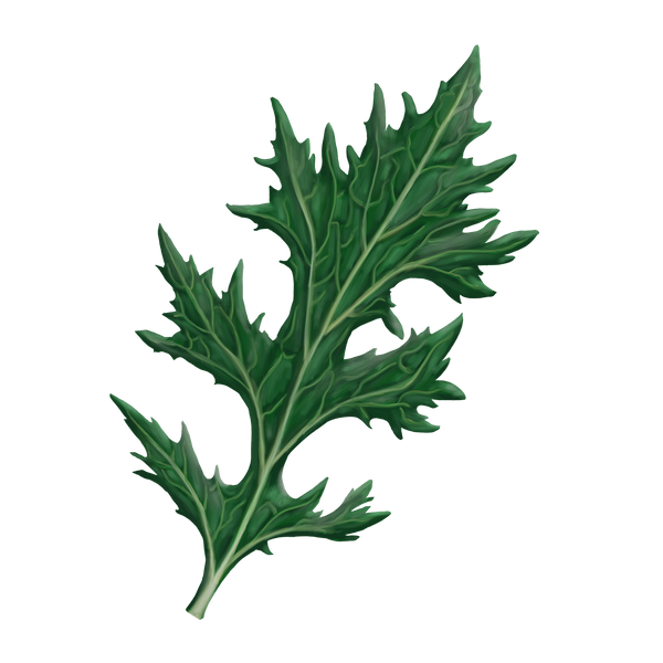 Asiatisk Bladgrønt 'Mizuna'