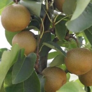 Asiatisk pære/Nashi pære 'Hosui' Med potte,- 140-160 cm.