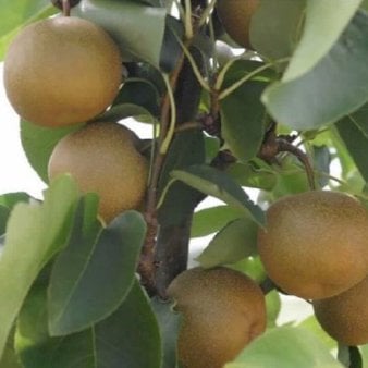 Asiatisk pære/Nashi pære 'Hosui' Med potte,- 140-160 cm.