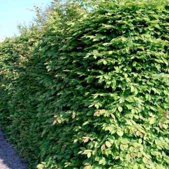 Avnbøg Modulhæk 1 m (4-5 planter). - 40 liter min. 80 cm. høje