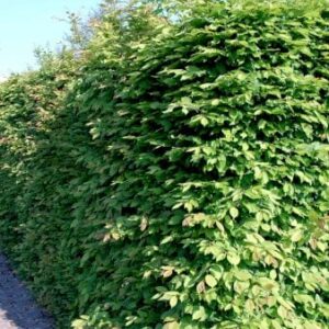 Avnbøg Modulhæk 1 m (4-5 planter). - 90 liter min. 160-170 cm. høje