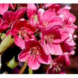 Ballerina 'Maypole' Potte 6,7 liter, Søjle minimum 60 cm.