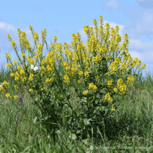 Biodiversitet 'Almindelig Vinterkarse'