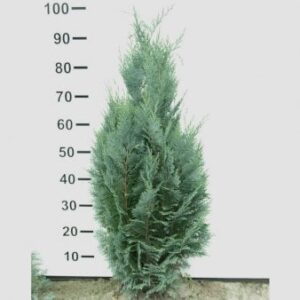 Blå cypres til hæk Med klump,- 80-100 cm.
