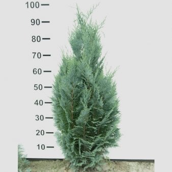 Blå cypres til hæk Med klump,- 80-100 cm.
