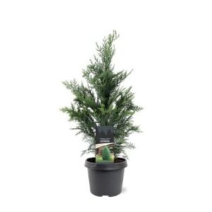 Blå cypres til hæk Potte 3,0 liter,- 40-60 cm.