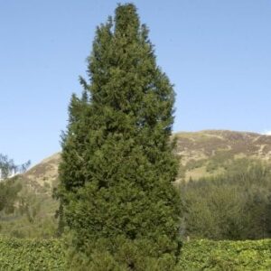 Blå cypres til hæk Trådklump,- 200-225 cm.