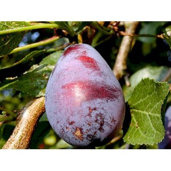 Blomme 'Stanley' Grundstamme S.J.A Havefrugttræ Potte 7,5 liter 150-175 cm