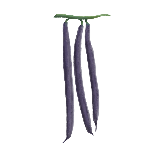 Buskbønne 'Purple Teepee'