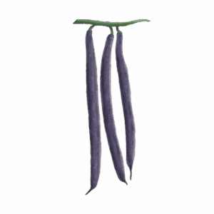 Buskbønne 'Purple Teepee'