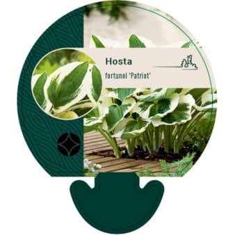 Funkia 'Patriot' (nr. 177)