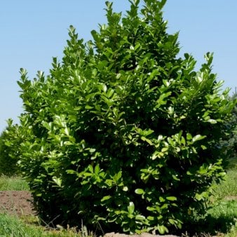 Hæk-Kirsebærlaurbær 'Rotundifolia' Modulhæk 1 m (4-5 planter). - 40 liter min. 100 cm. høje