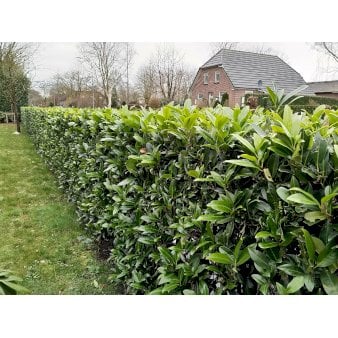 Kirsebærlaurbær 'Caucasica' Modulhæk 1 m (4-5 planter). - 90 liter min. 160-170 cm. høje