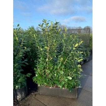 Kirsebærlaurbær 'Novita' Modulhæk 1 m (4-5 planter),- 90 liter min. 160-170 cm. høje