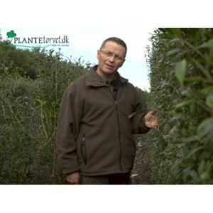 Liguster 'Atrovirens' Modulhæk 1 m (4-5 planter). - 40 liter min. 100 cm. høje
