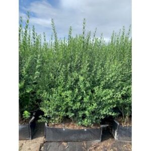Liguster 'Atrovirens' Modulhæk 1 m (4-5 planter). - 90 liter min. 160-170 cm. høje