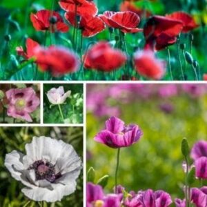 Papaver Orientale Mix
