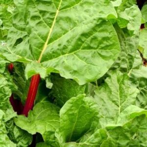 Rabarber 'Canada Red' 2 Liter potte
