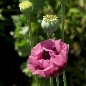 Valmue 'Patty's Plum'