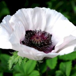 Valmue 'Perry's White'