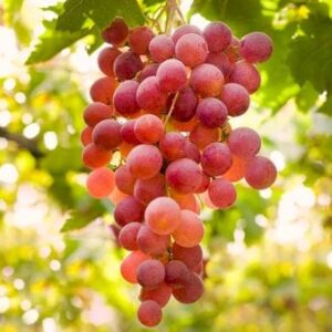 Vin 'Suffolk Red' Potte 3,0 liter,- 80-100 cm.