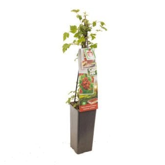Vinbrombær Potte 2,0 liter,- Opbundet